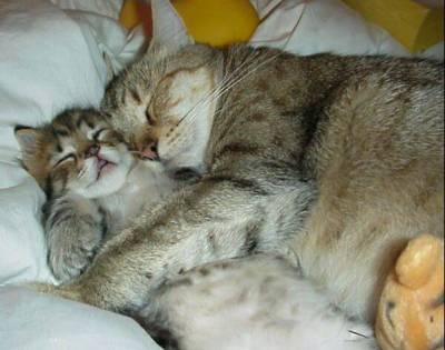 les chat